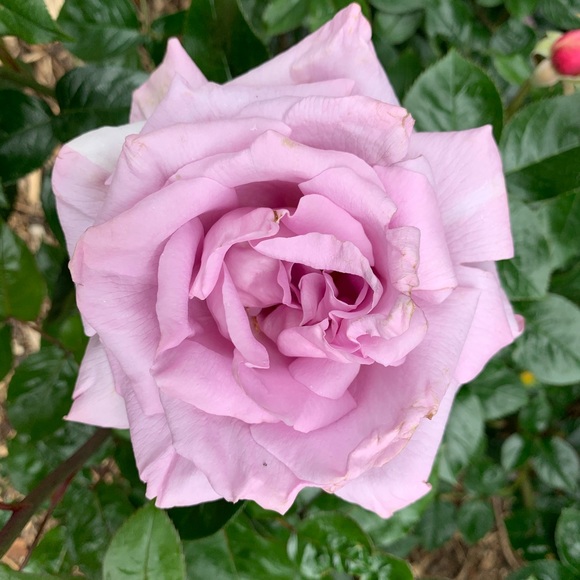 Meet your Posher, Amy - Picture 1 of 1